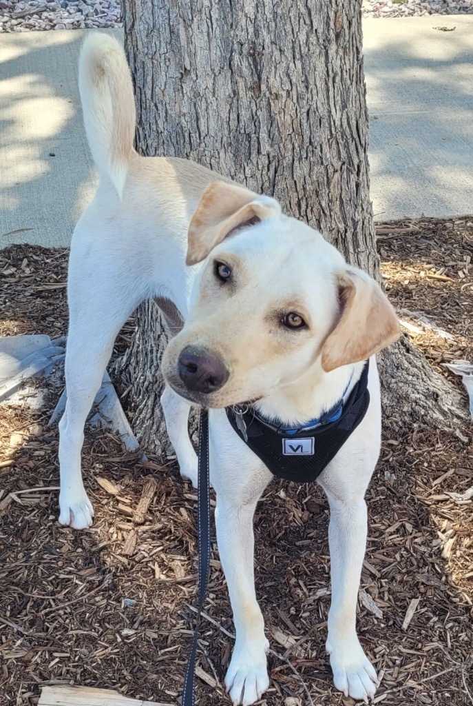 Topaze, an adoptable Australian Cattle Dog / Blue Heeler, Labrador Retriever in Fort Lupton, CO, 80621 | Photo Image 1