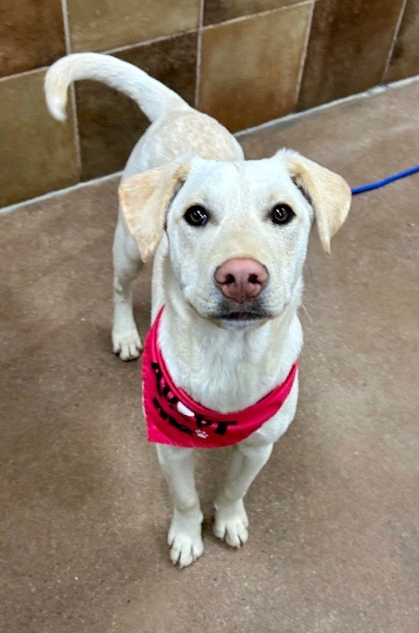 Topaze, an adoptable Australian Cattle Dog / Blue Heeler, Labrador Retriever in Fort Lupton, CO, 80621 | Photo Image 2