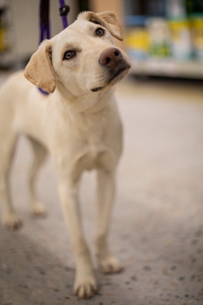 Topaze, an adoptable Australian Cattle Dog / Blue Heeler, Labrador Retriever in Fort Lupton, CO, 80621 | Photo Image 3