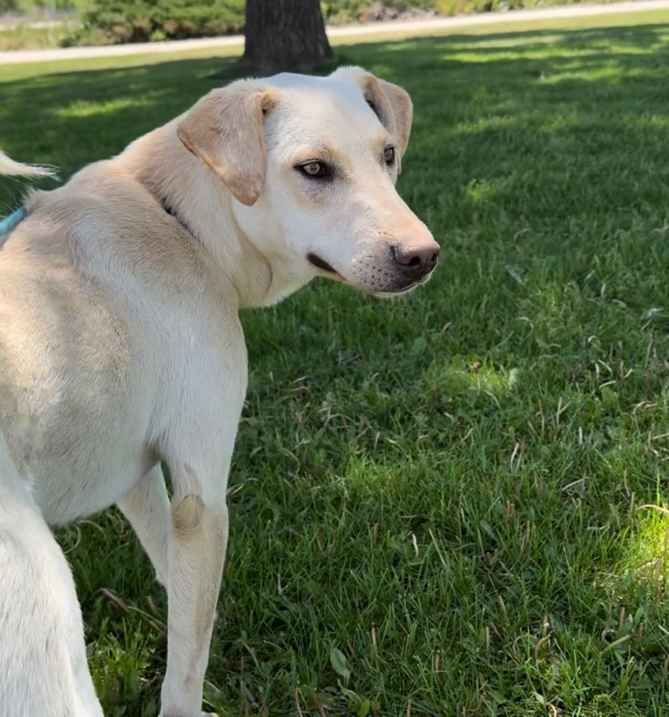 Topaze, an adoptable Australian Cattle Dog / Blue Heeler, Labrador Retriever in Fort Lupton, CO, 80621 | Photo Image 4