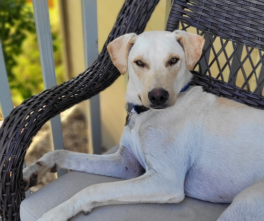 Topaze, an adoptable Australian Cattle Dog / Blue Heeler, Labrador Retriever in Fort Lupton, CO, 80621 | Photo Image 5