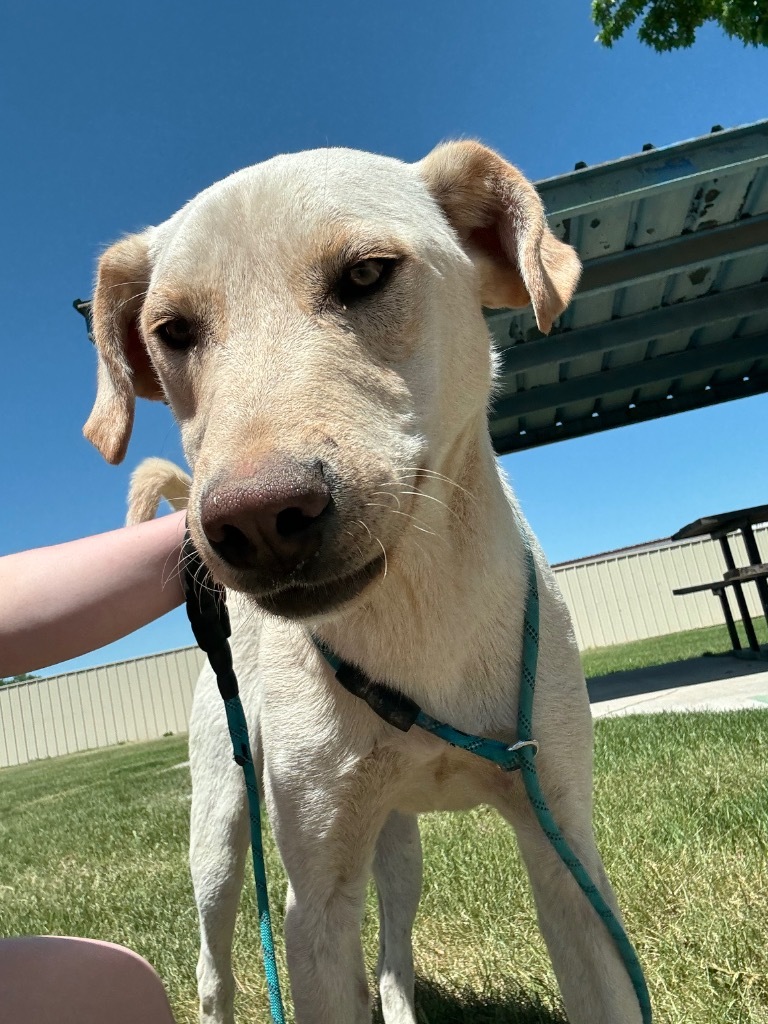 Topaze, an adoptable Australian Cattle Dog / Blue Heeler, Labrador Retriever in Fort Lupton, CO, 80621 | Photo Image 6