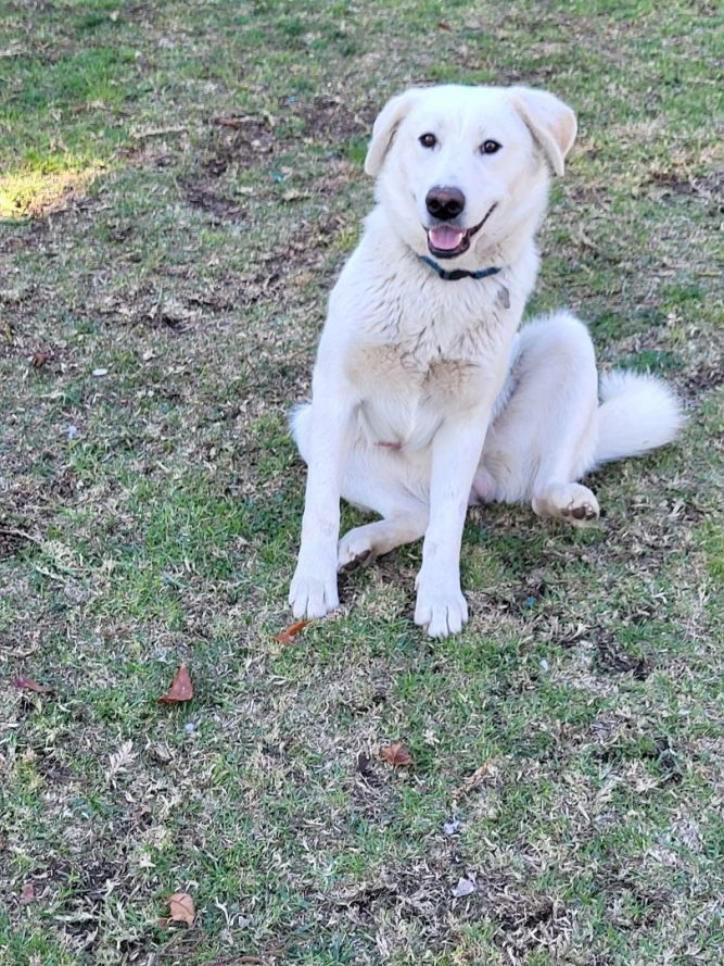 White pyrenees hot sale lab mix