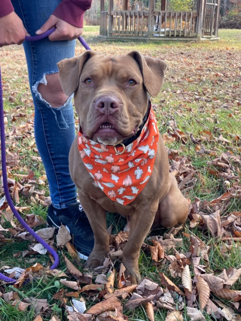 Kane, an adoptable Pit Bull Terrier in Glenfield, NY, 13343 | Photo Image 1