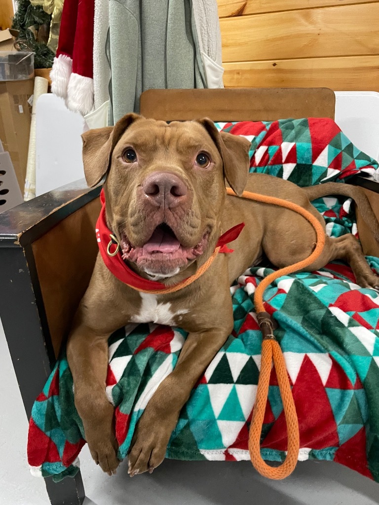 Kane, an adoptable Pit Bull Terrier in Glenfield, NY, 13343 | Photo Image 1