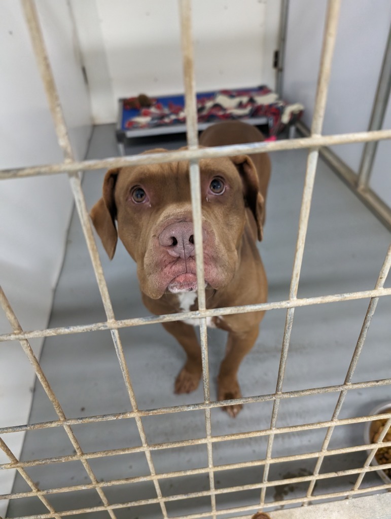 Kane, an adoptable Pit Bull Terrier in Glenfield, NY, 13343 | Photo Image 2