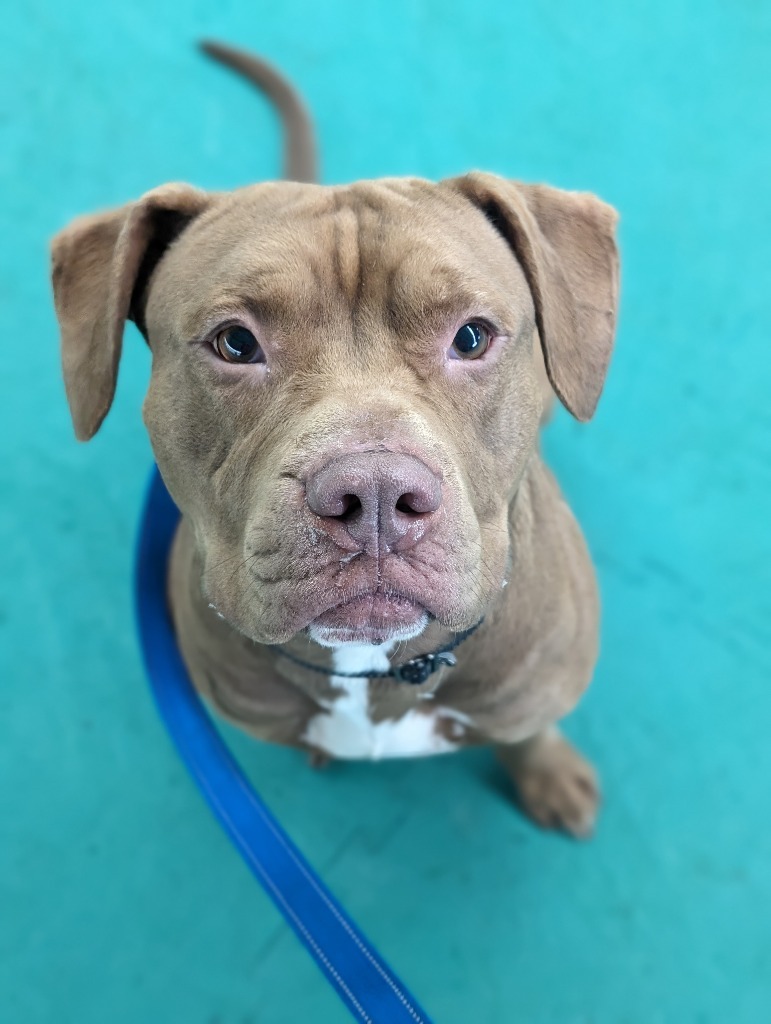 Kane, an adoptable Pit Bull Terrier in Glenfield, NY, 13343 | Photo Image 3