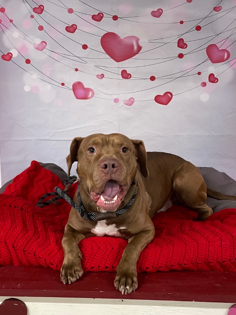 Kane, an adoptable Pit Bull Terrier in Glenfield, NY, 13343 | Photo Image 6