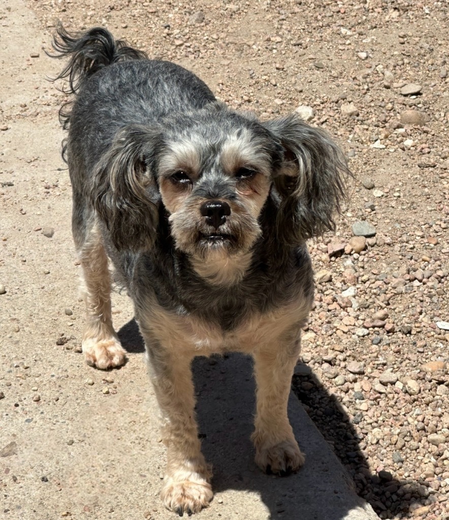 Frito, an adoptable Shih Tzu, Bichon Frise in Hastings, NE, 68901 | Photo Image 1