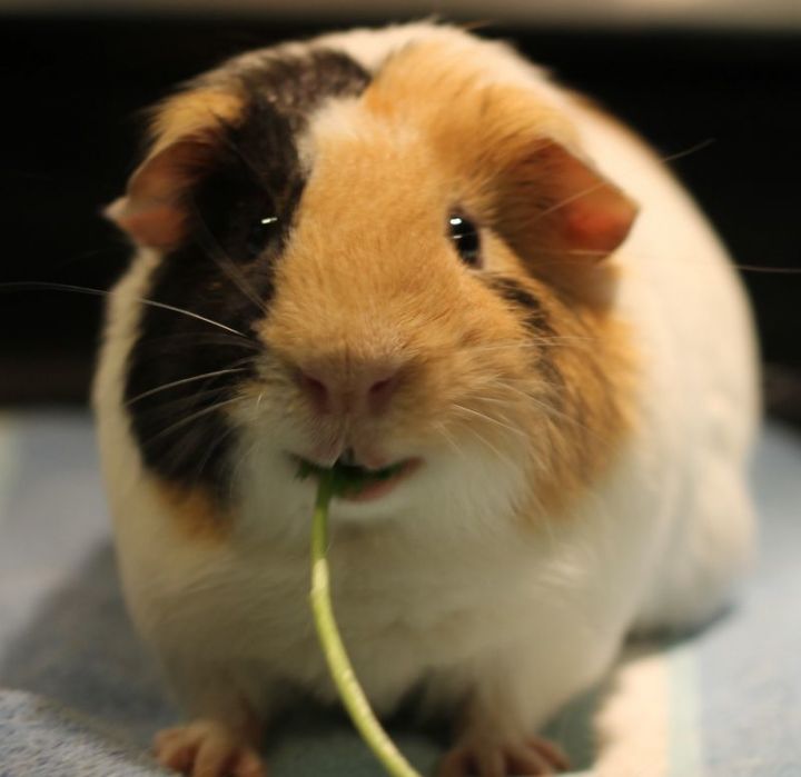 Guinea Pig for adoption - Benji, a Guinea Pig in Budd Lake, NJ | Petfinder