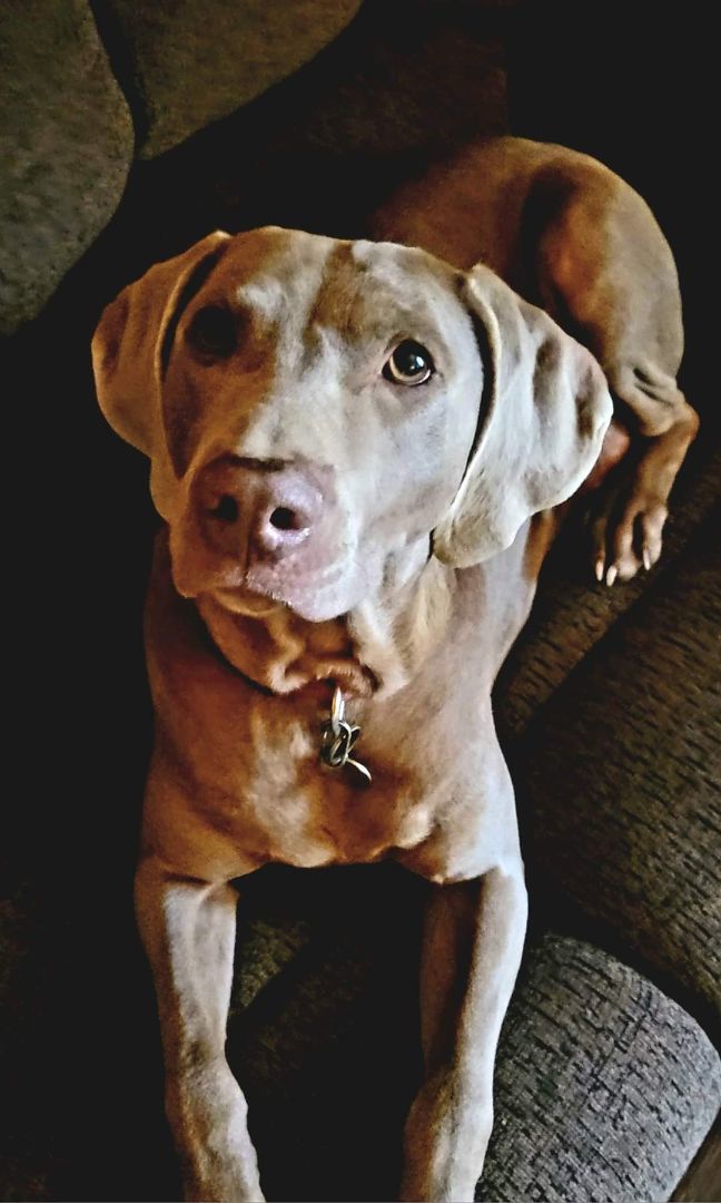 Molly, an adoptable Weimaraner in Charlestown, IN_image-3