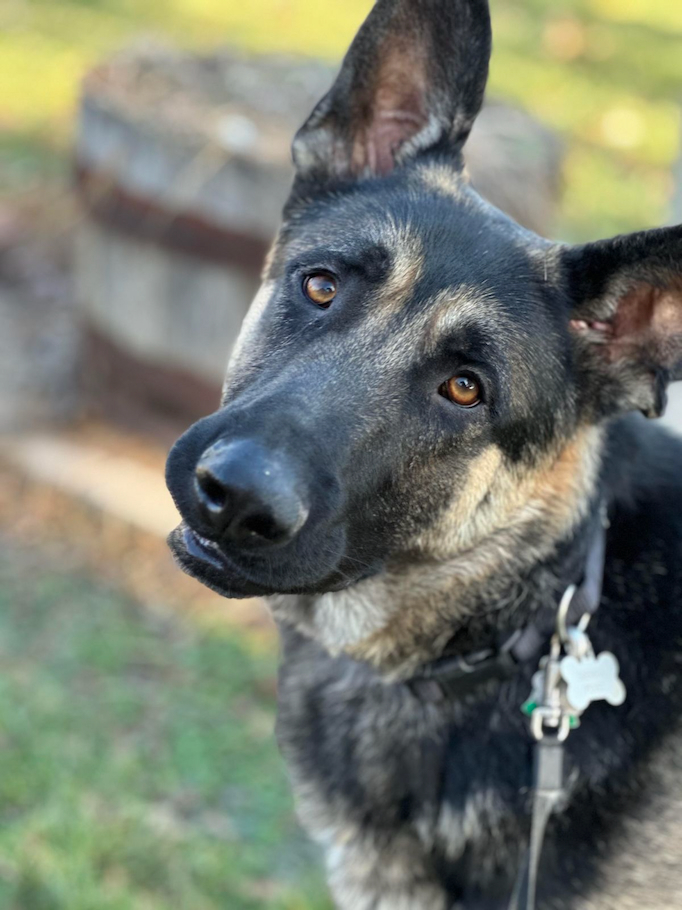 Rory, an adoptable German Shepherd Dog in Chesterfield, MO_image-2