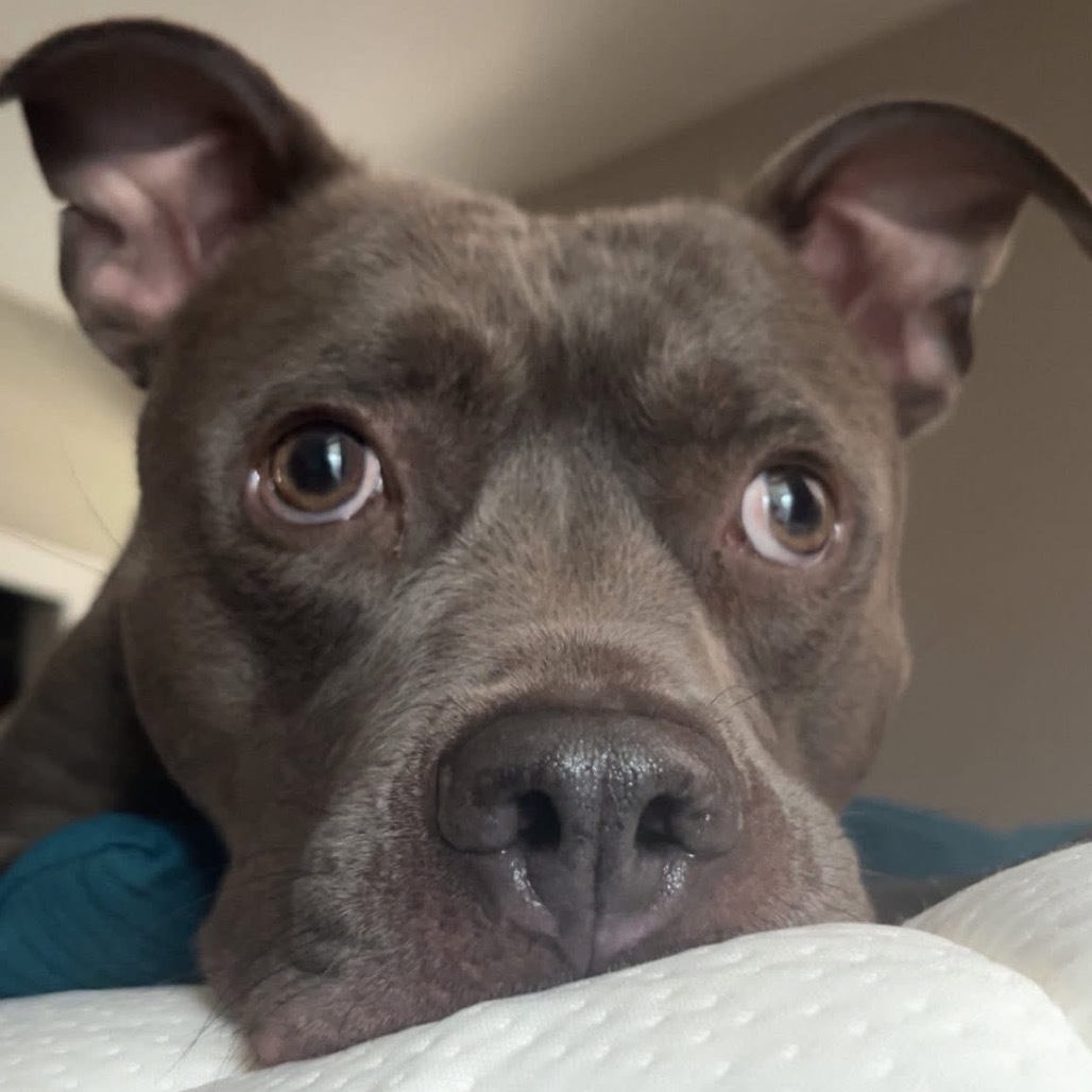 Bubbly Champagne, an adoptable Pit Bull Terrier in St. Louis, MO, 63103 | Photo Image 1