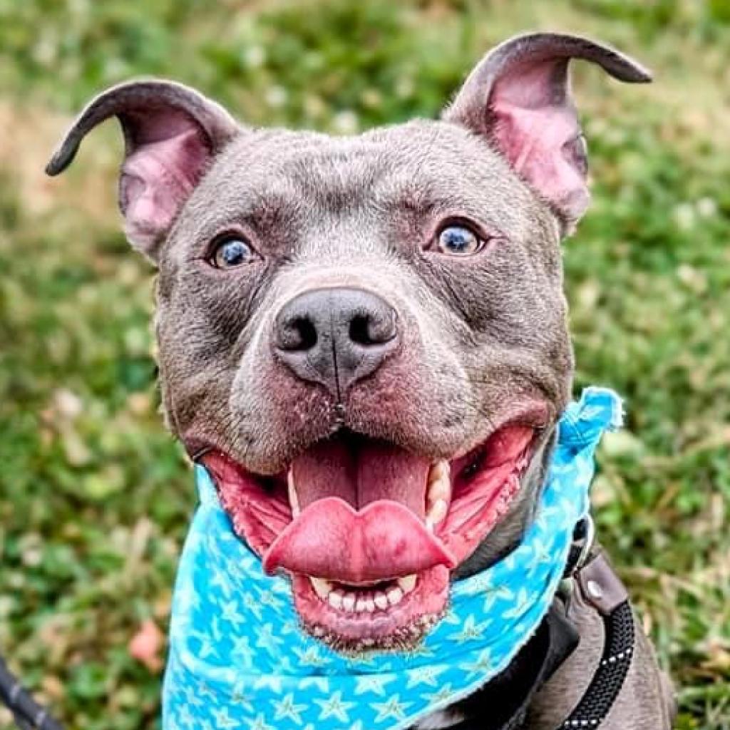 Bubbly Champagne, an adoptable Pit Bull Terrier in St. Louis, MO, 63103 | Photo Image 2
