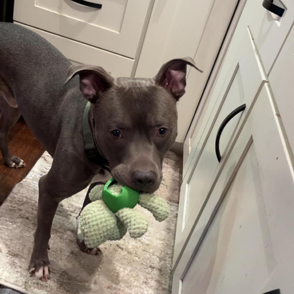 Bubbly Champagne, an adoptable Pit Bull Terrier in St. Louis, MO, 63103 | Photo Image 3
