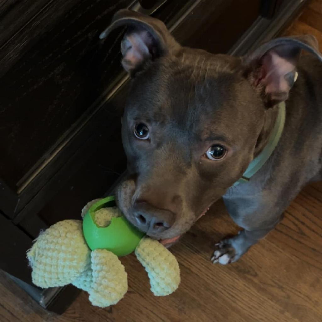Bubbly Champagne, an adoptable Pit Bull Terrier in St. Louis, MO, 63103 | Photo Image 4