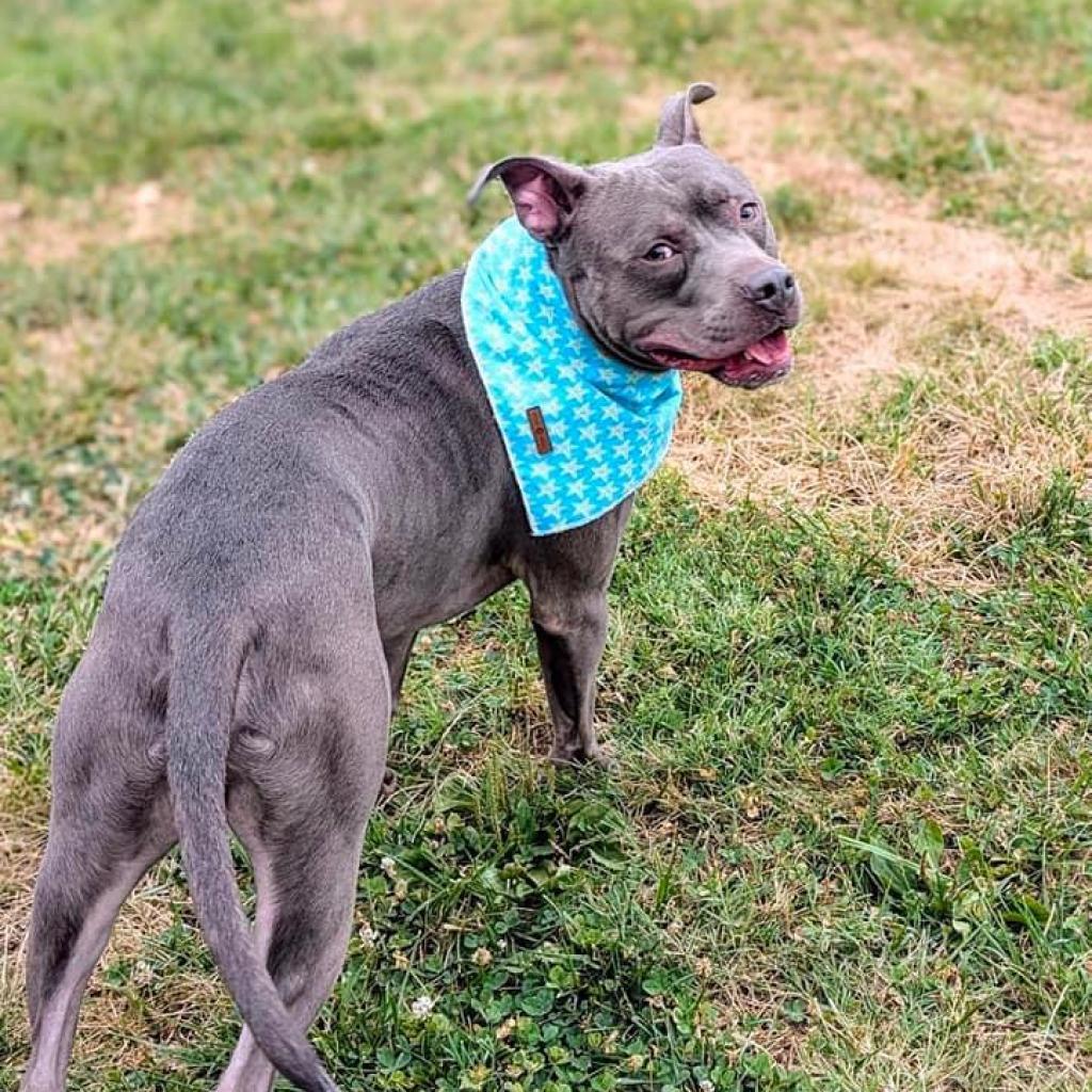 Bubbly Champagne, an adoptable Pit Bull Terrier in St. Louis, MO, 63103 | Photo Image 5