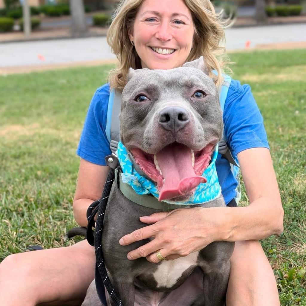 Bubbly Champagne, an adoptable Pit Bull Terrier in St. Louis, MO, 63103 | Photo Image 6