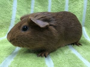 Fleurine, Young Female unknown