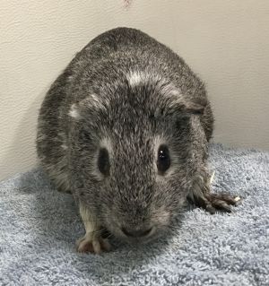 Toot Toot, Adult Female unknown