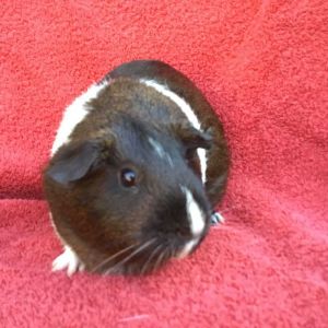 Starfire, Senior Female unknown