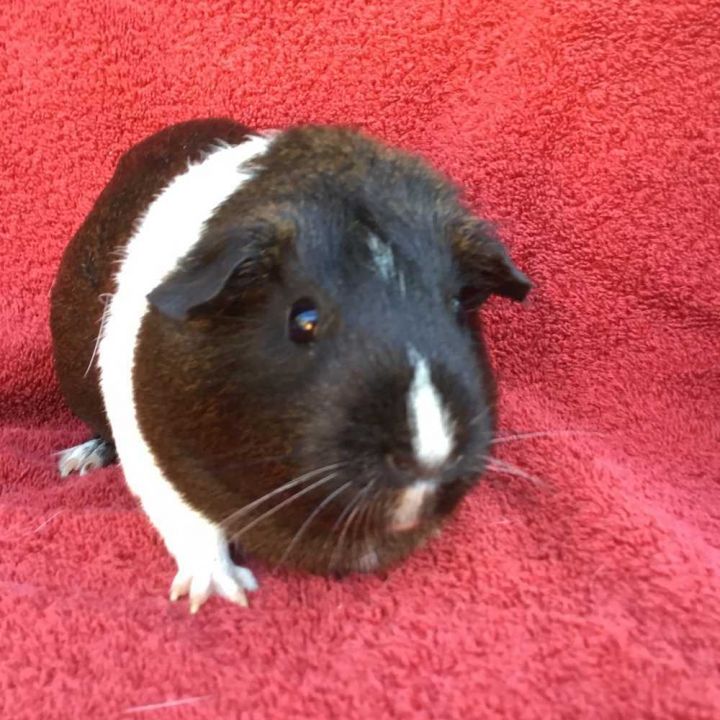Guinea Pig for adoption Starfire, a Guinea Pig in San Diego, CA