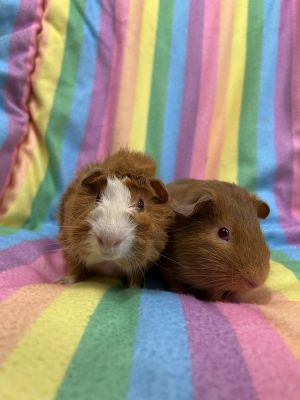 Crunch (Bonded to Cham)