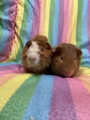 Cham (bonded to Crunch), Adult Male unknown