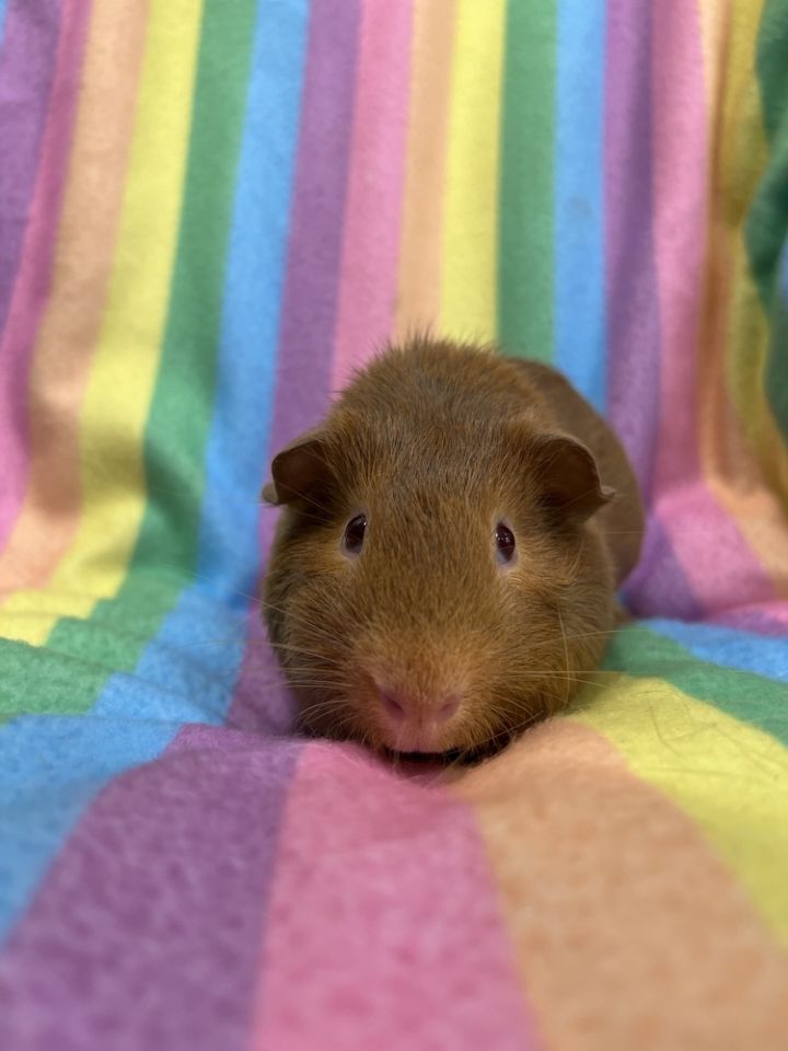 Cham (bonded to Crunch) 2