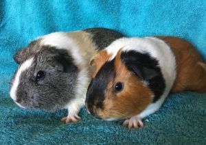 Jazamine ( Bonded to Ruth), Adult Female unknown