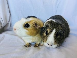 SasGirl( Bonded to Sumna)