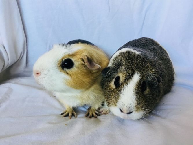 SasGirl( Bonded to Sumna)