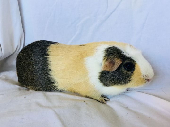 SasGirl( Bonded to Sumna) 2