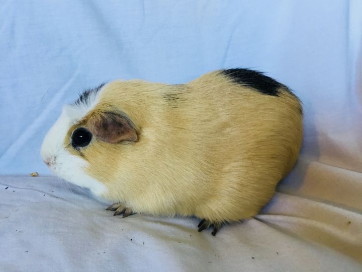 SasGirl( Bonded to Sumna) 3