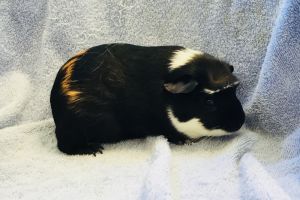 Dream Catcher, Young Female Guinea Pig