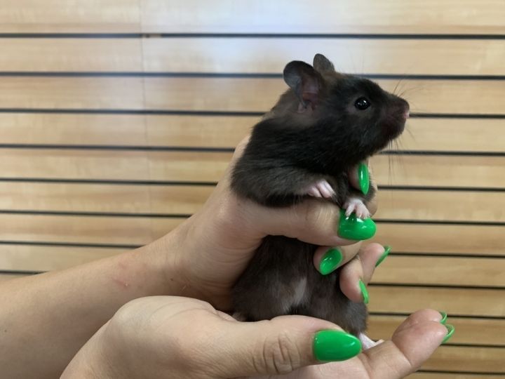 Black best sale fancy hamster