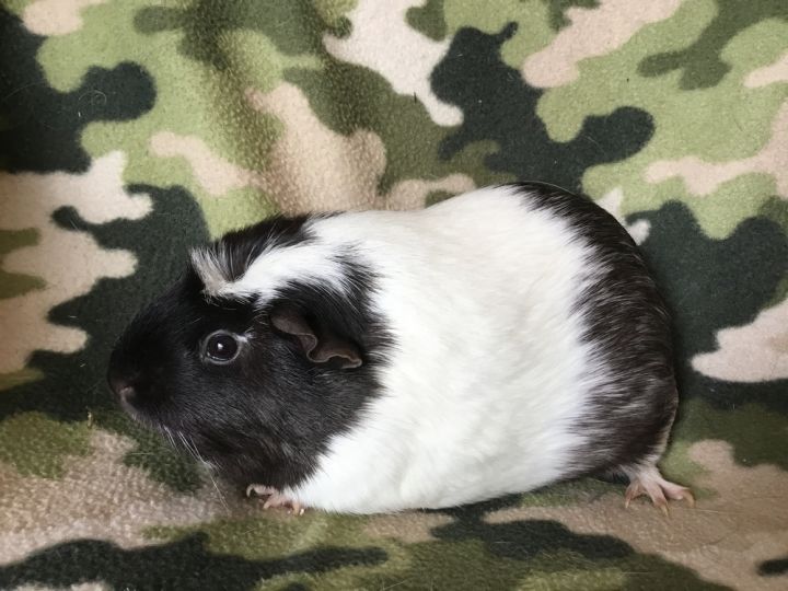 Gummie ( Bonded to Gordina) 2