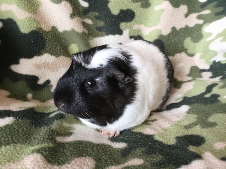 Gummie ( Bonded to Gordina) 3