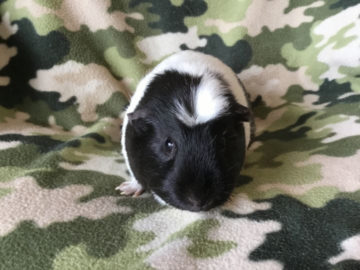 Gummie ( Bonded to Gordina) 4