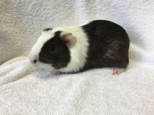 Gordina ( Bonded to Gummie), Young Female unknown
