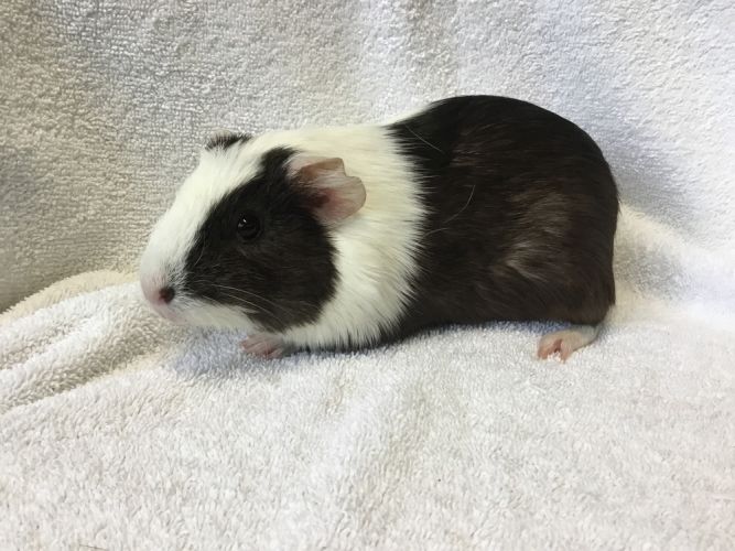 Gordina ( Bonded to Gummie)