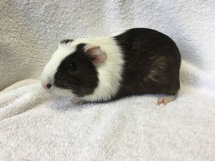 Gordina ( Bonded to Gummie) 1