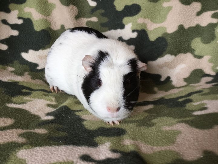 Gordina ( Bonded to Gummie) 2