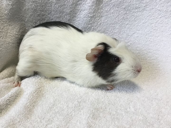 Gordina ( Bonded to Gummie) 3