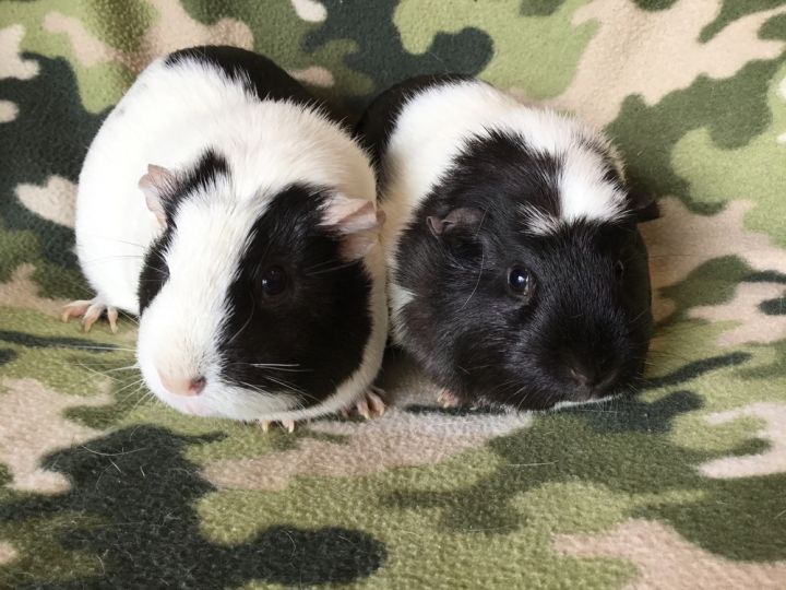 Gordina ( Bonded to Gummie) 4