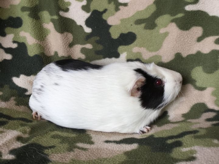 Gordina ( Bonded to Gummie) 5