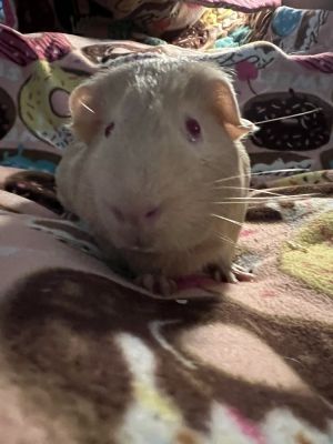 Towe, Adult Male unknown