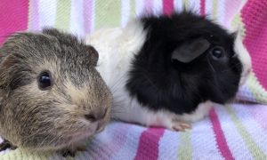 Panorama ( bonded to Joven)