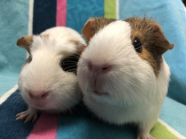 Kiddy (Bonded to Kassy) 1