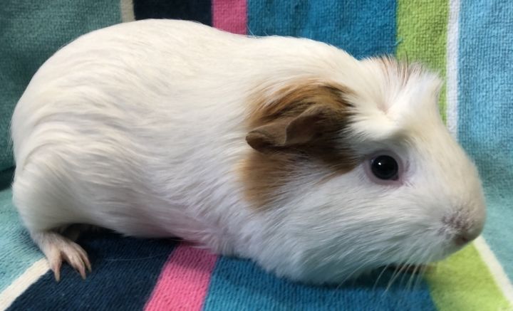 Kiddy (Bonded to Kassy) 2